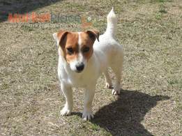 Shorty Jack Russell Terrier Puppies