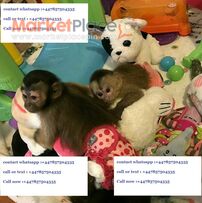 Welcoming Males And Females Capuchin Monkeys For Adoption
