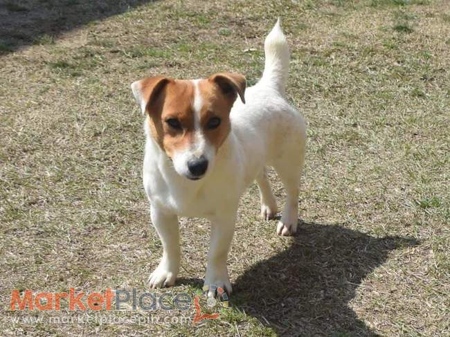 Shorty Jack Russell Terrier Puppies - Akanthou, Famagusta
