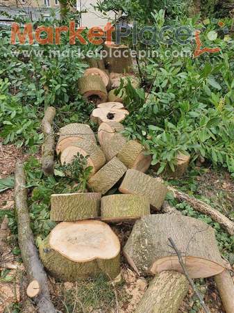 Free Tree Logs - Agia, Nicosia