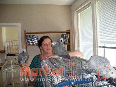 Talking Congo African Grey Parrots - Limassol, Limassol