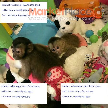 Welcoming Males And Females Capuchin Monkeys For Adoption - Limassol, Limassol