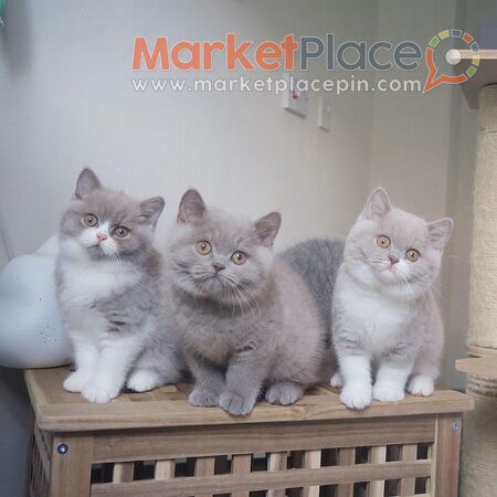 British shorthair kittens for Sale - Agios Ioannis, Limassol
