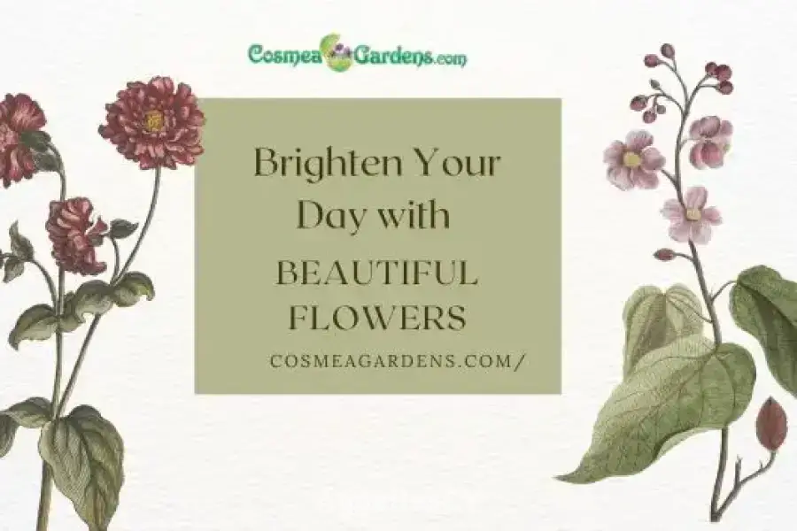 Brighten Your Day with Beautiful Flowers
