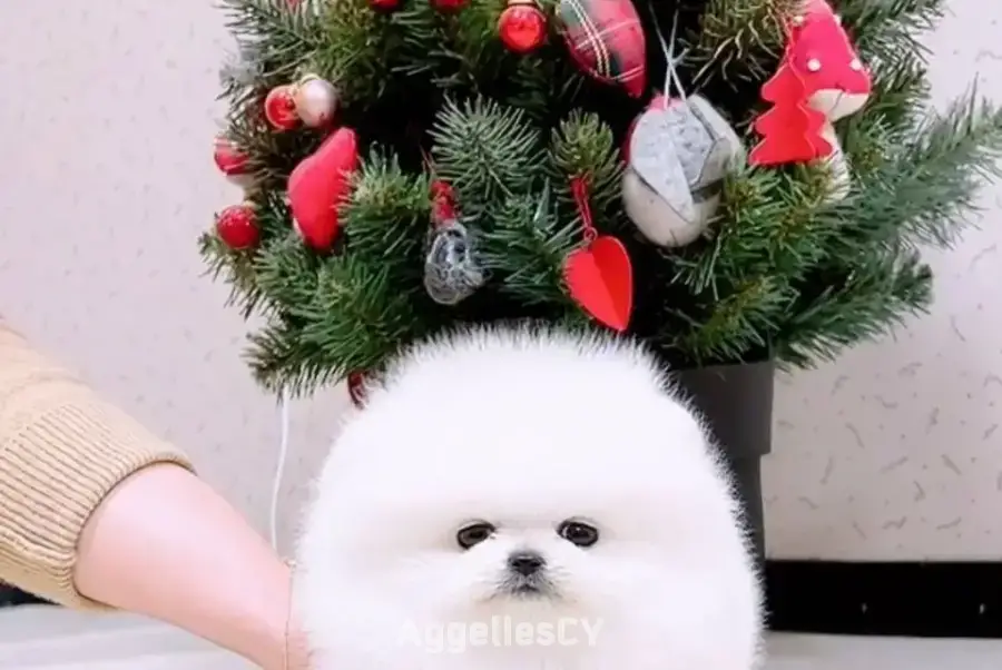 Beautiful Pomeranian puppies for good home