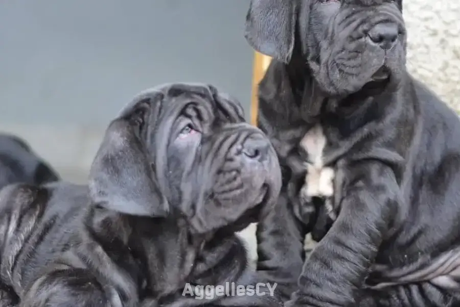 Beautiful Neapolitan Mastiff puppies