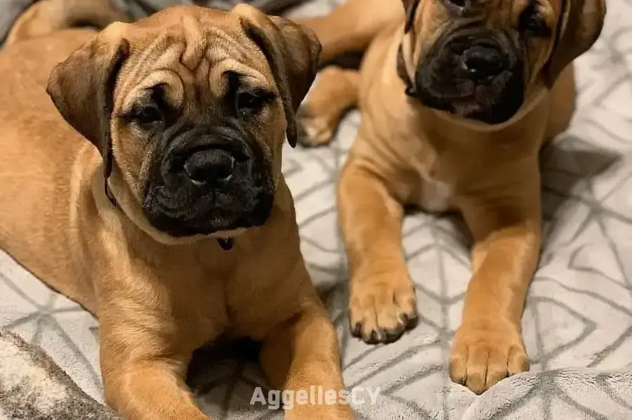 Beautiful Bullmastiff puppies