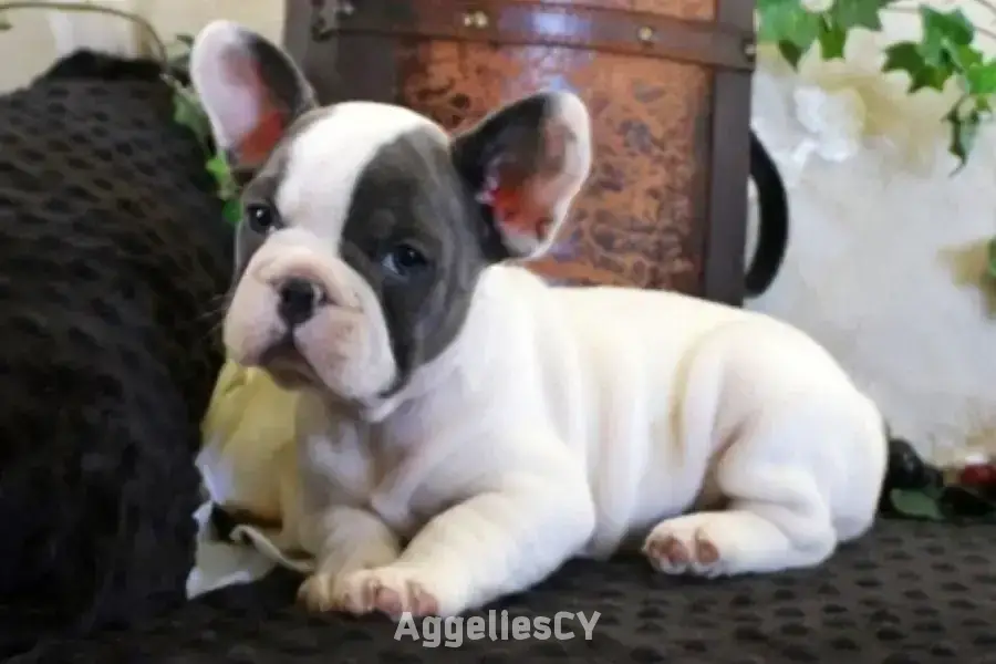 Beautiful French Bulldog puppies