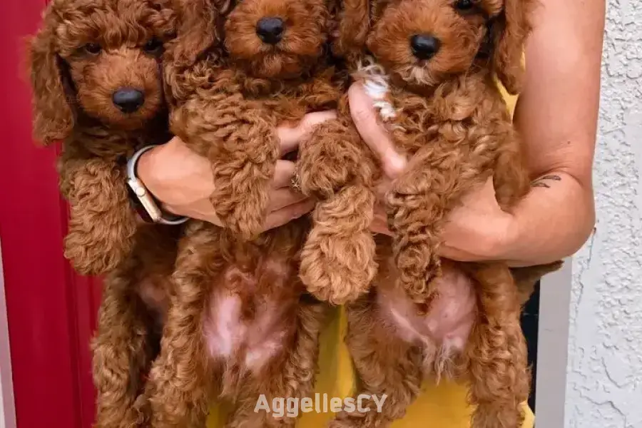 κουτάβια κανίς-- poodle