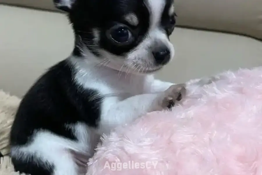 Chihuahua- mini