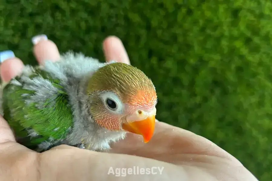 Lovebirds για τάισμα στο χέρι