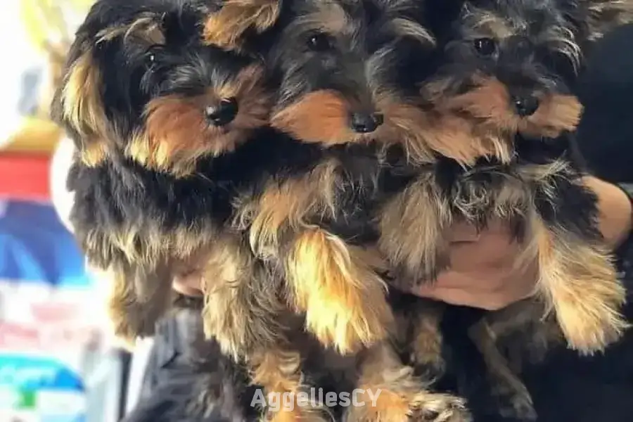 Beautiful Yorkie puppies