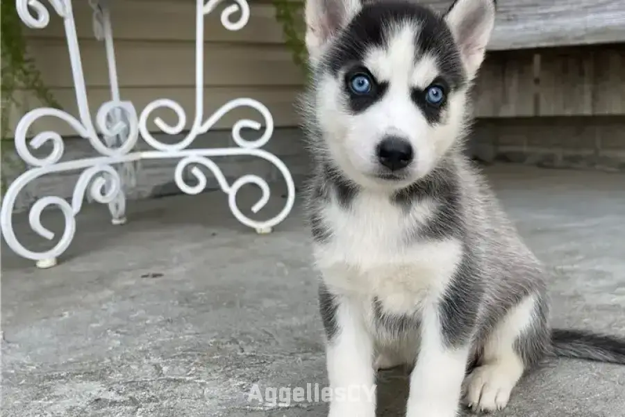 Beautiful Siberian Husky puppies