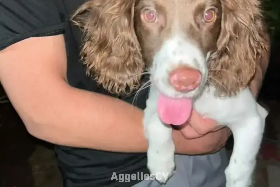 Πώληση καθαρόαιμου English spring spaniel
