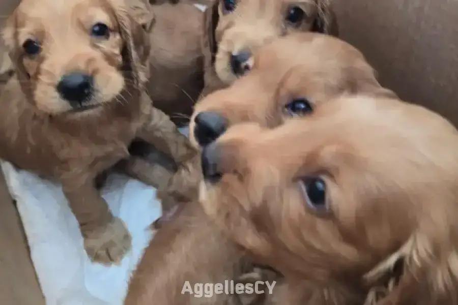 English Cocker Spaniel