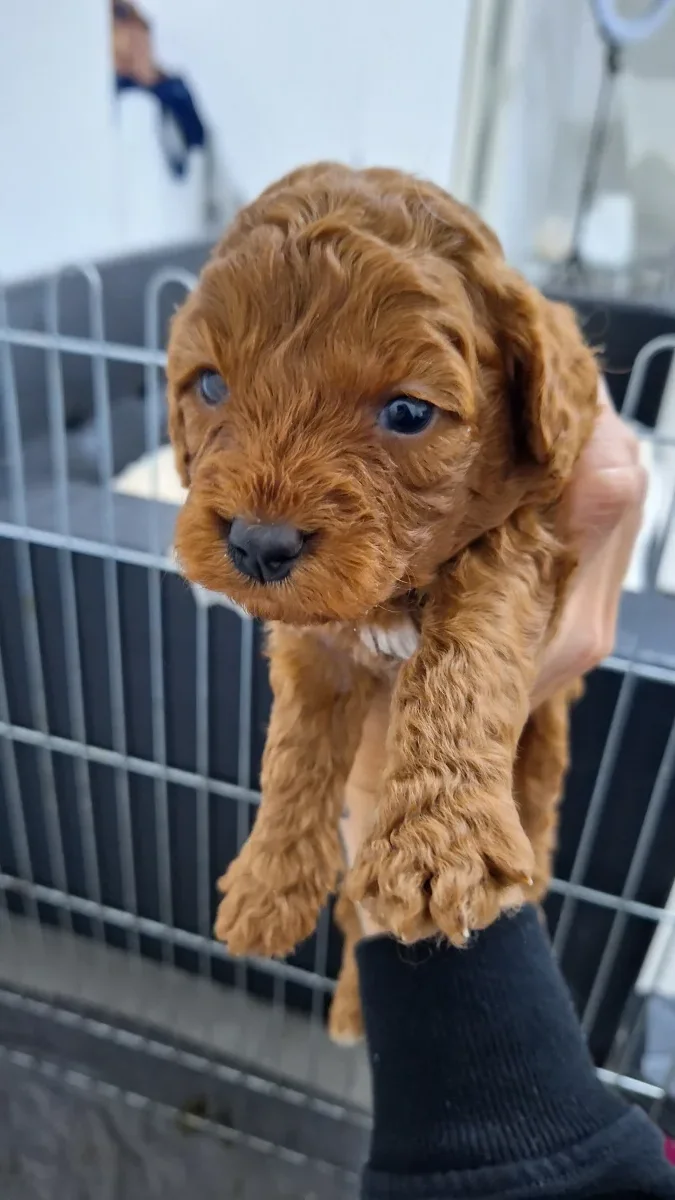 Adorable mini cavapoo Under 3 Months for Sale redish coat