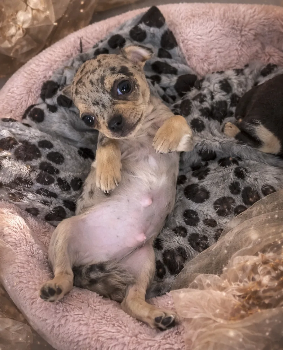 Sweet Male Chihuahua Puppy - Ready to Find a Loving Home!