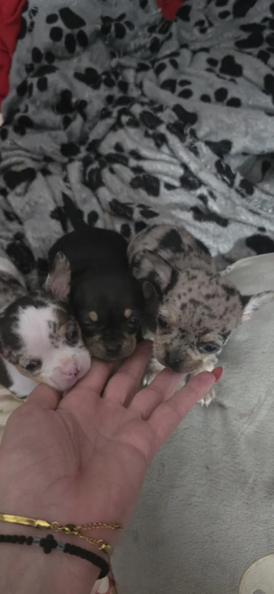 Sweet Male Chihuahua Puppy - Ready to Find a Loving Home!