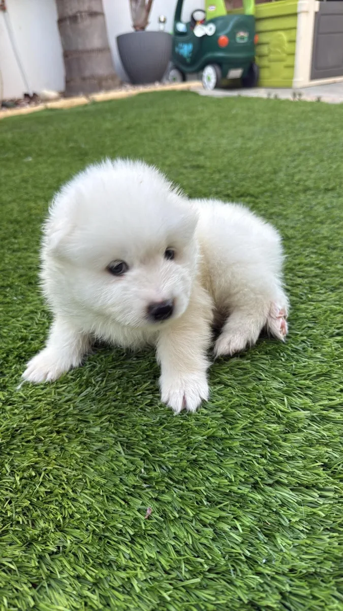Female Samoyed Puppy Under 3 Months, Ready in 1 Week, €850
