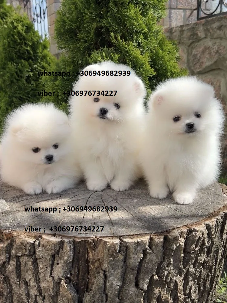 κουτάβια pomeranian