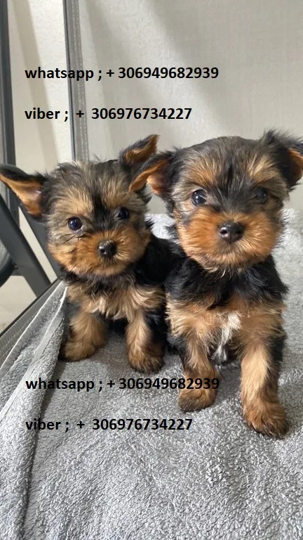 Yorkshire Terrier